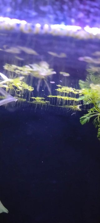 Salvinia minima - Planta flotante acuario