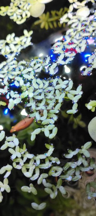 Salvinia minima - Planta flotante acuario