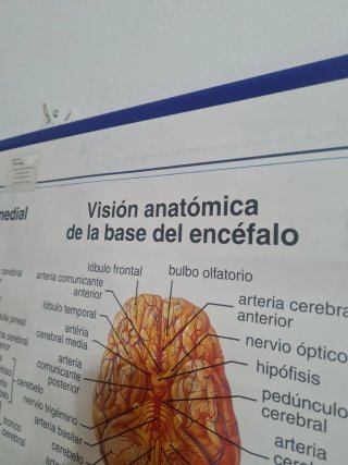 Lámina Anatomía Sistema Nervioso Edigol