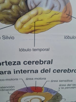 Lámina Anatomía Sistema Nervioso Edigol
