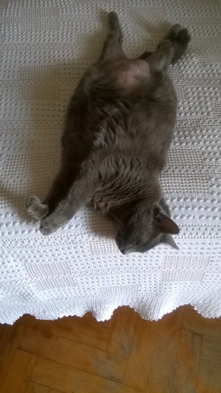 Cat sitter
