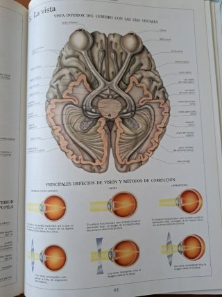 Atlas de anatomía