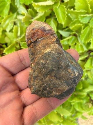 Fósil Trilobites Natural