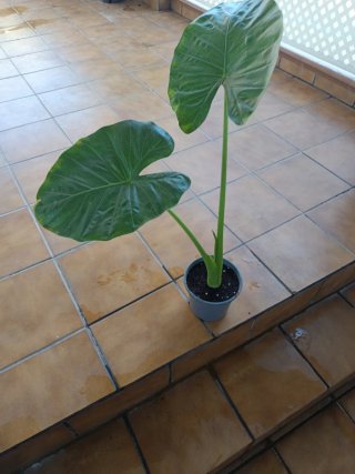 Planta Alocasia Oreja de Elefante