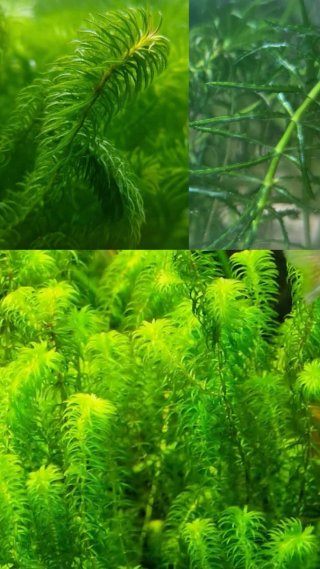Egeria Najas Planta Acuario