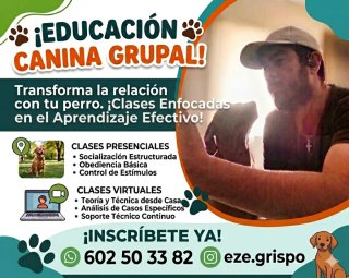 Paseos cuidado y educación canina