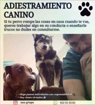 Paseos cuidado y educación canina