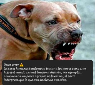 Paseos cuidado y educación canina