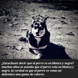 Paseos cuidado y educación canina