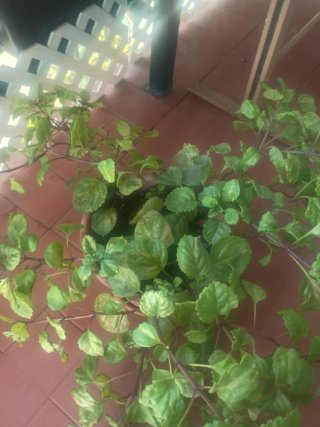 Planta del dinero