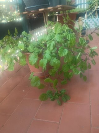 Planta del dinero