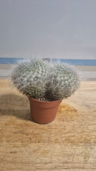 Cactus Mammillaria hahniana