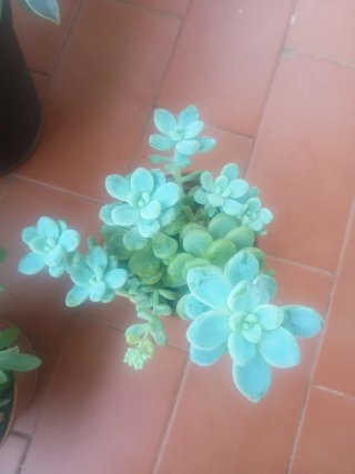 Planta Sedum Clavatum