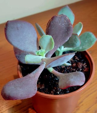 Planta.Cotyledon Orbiculata Karoo.