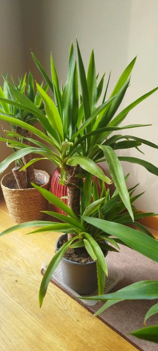 Plantas de Yuca