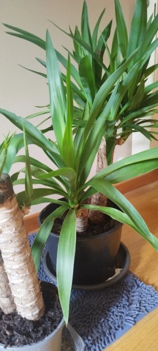 Plantas de Yuca