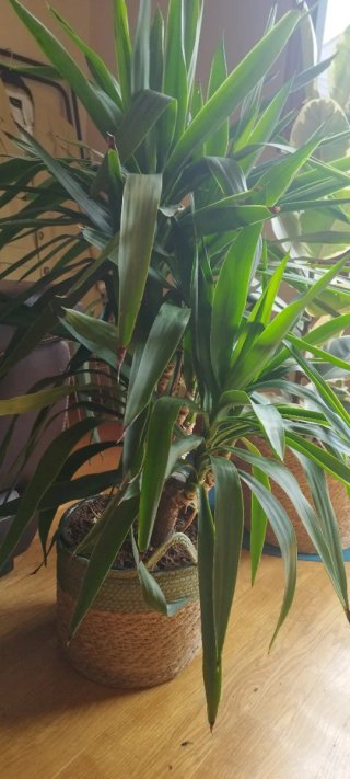Plantas de Yuca