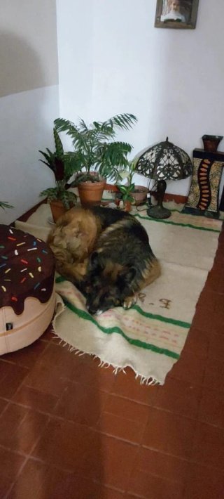 Cuidadora de mascotas Pto. Sagunto