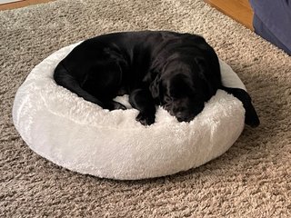 Cuccia Memory Foam per cani medio/grandi