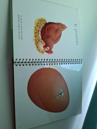 Les bébés animaux