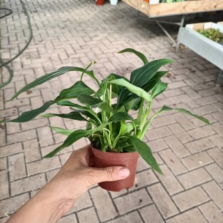 Spathiphyllum Mini Pearl Cupido 35cm