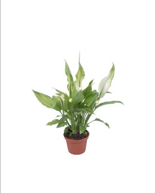 Spathiphyllum Mini Pearl Cupido 35cm