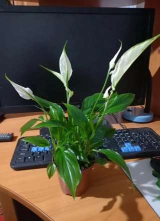 Spathiphyllum Mini Pearl Cupido 35cm
