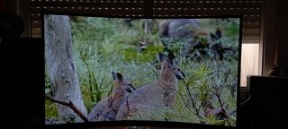 Monitor Gaming Samsung Odyssey 32 QHD 165hz