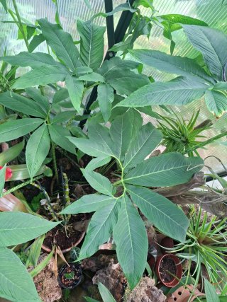 Planta Lirio Voodoo
