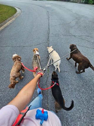 Cuidadora de animales