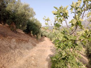 Finca de olivos