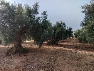 Finca de olivos