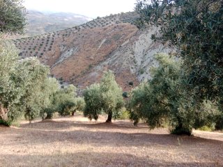 Finca de olivos