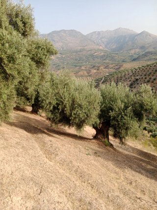 Finca de olivos