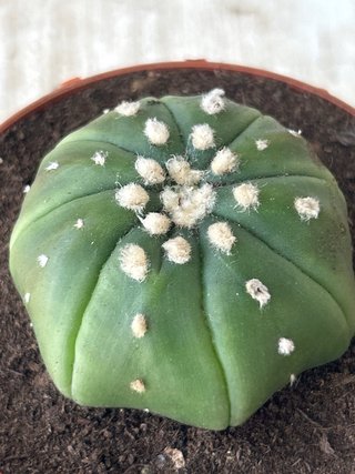 Lote 2 Astrophytum asterias Star Shape