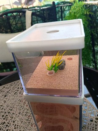 Hormiguero Yeso con caja de forrajeo
