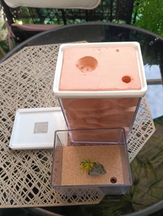 Hormiguero Yeso con caja de forrajeo