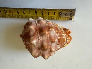Cassis Rufa Baby Conchiglia
