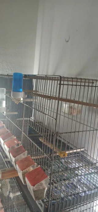 Jaula de metro  para pájaros con accesorios