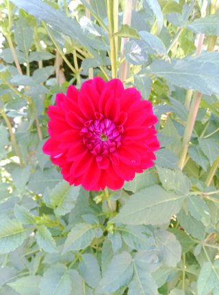 Bulbos de Dalia Rojo Intenso