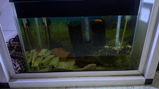 Acuario 30L con accesorios
