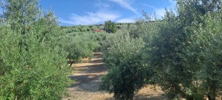 Olivos en venta