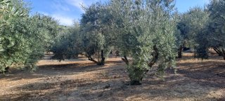Olivos en venta