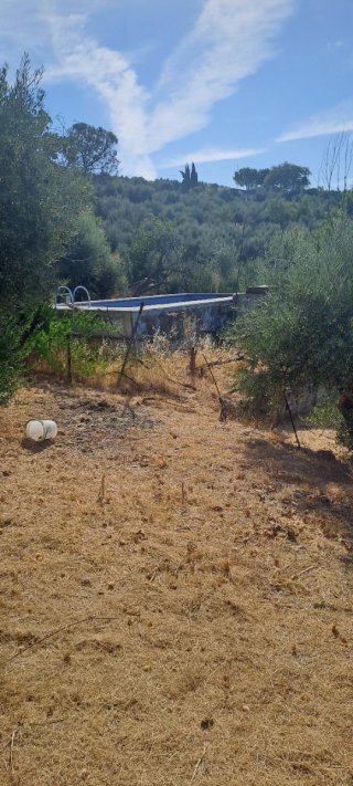 Olivos en venta