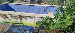 Olivos en venta