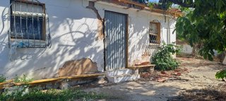 Olivos en venta