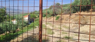 Olivos en venta