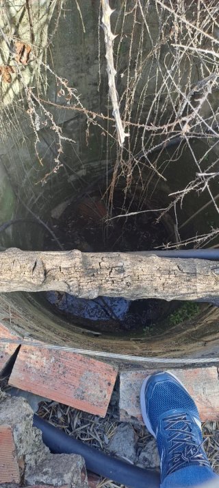 Olivos en venta