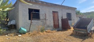 Olivos en venta