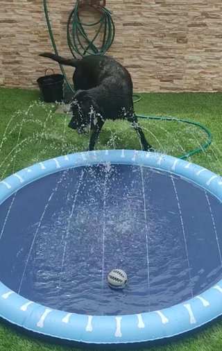 Piscina Splash para Perros